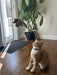 Cat ready to jump on the Wing on string