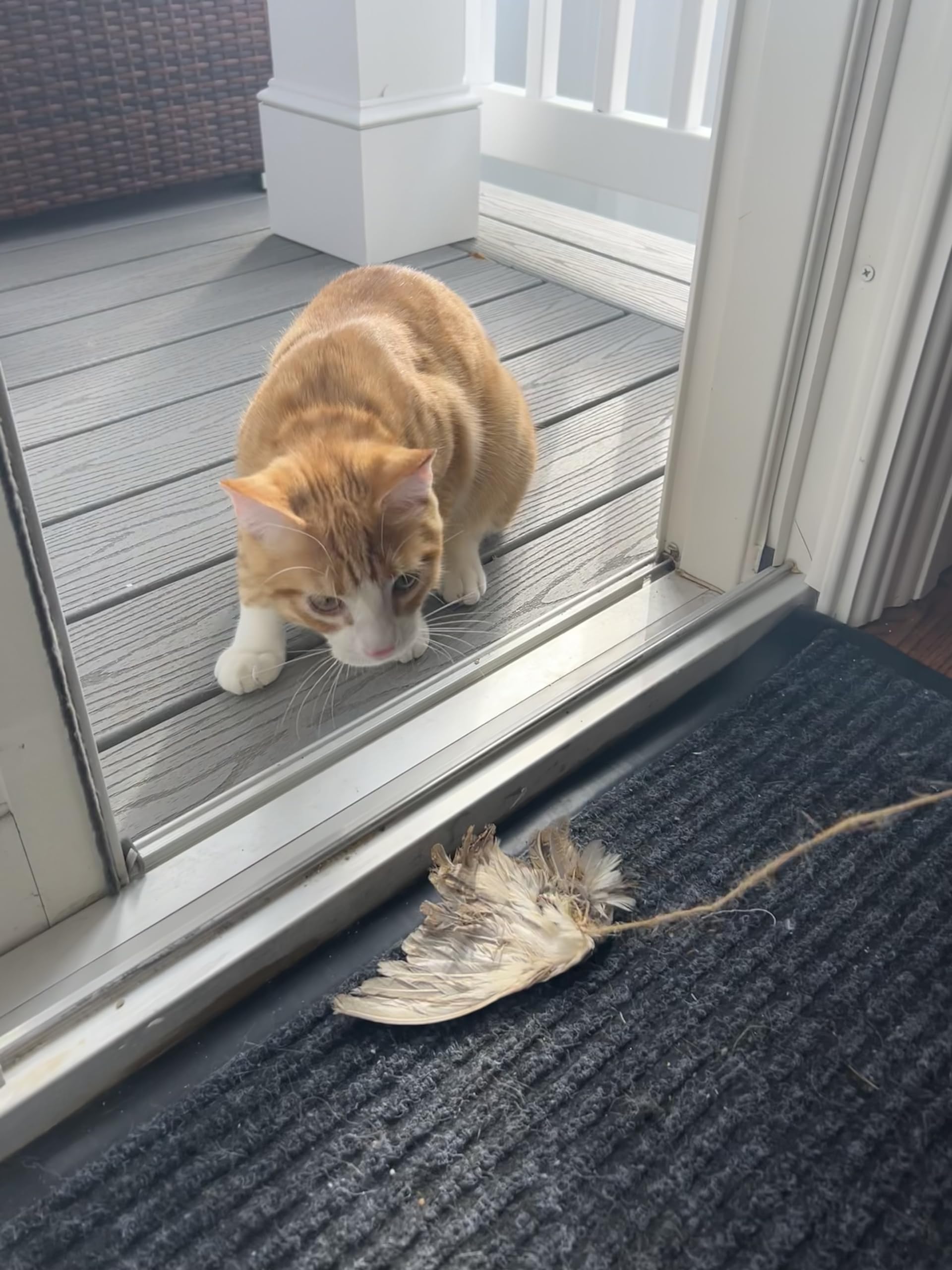 Cat staring on the Wing on string