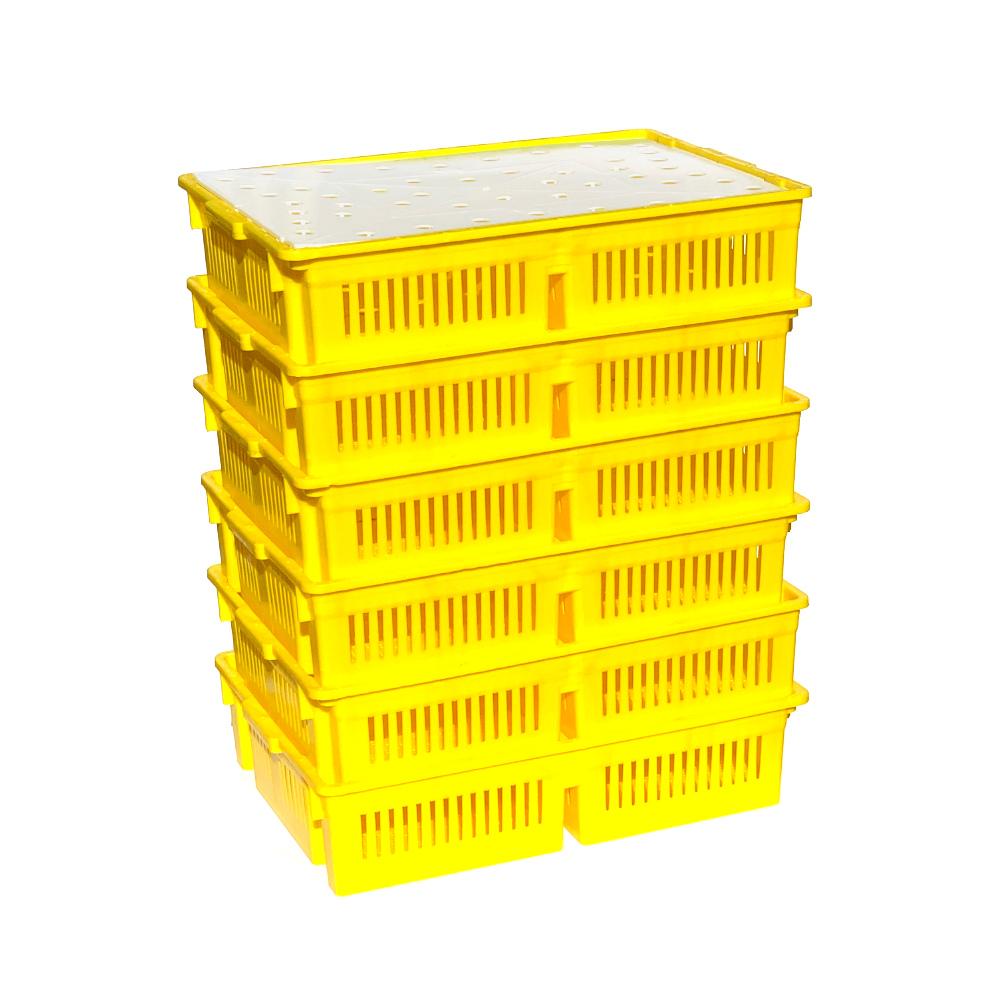 AYTAV Large Chick Basket - 2 Section (2x50 Chicks)