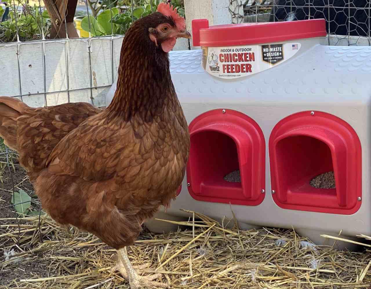 OverEZ Chicken Feeder Holds 50 lbs of Feed No-Waste