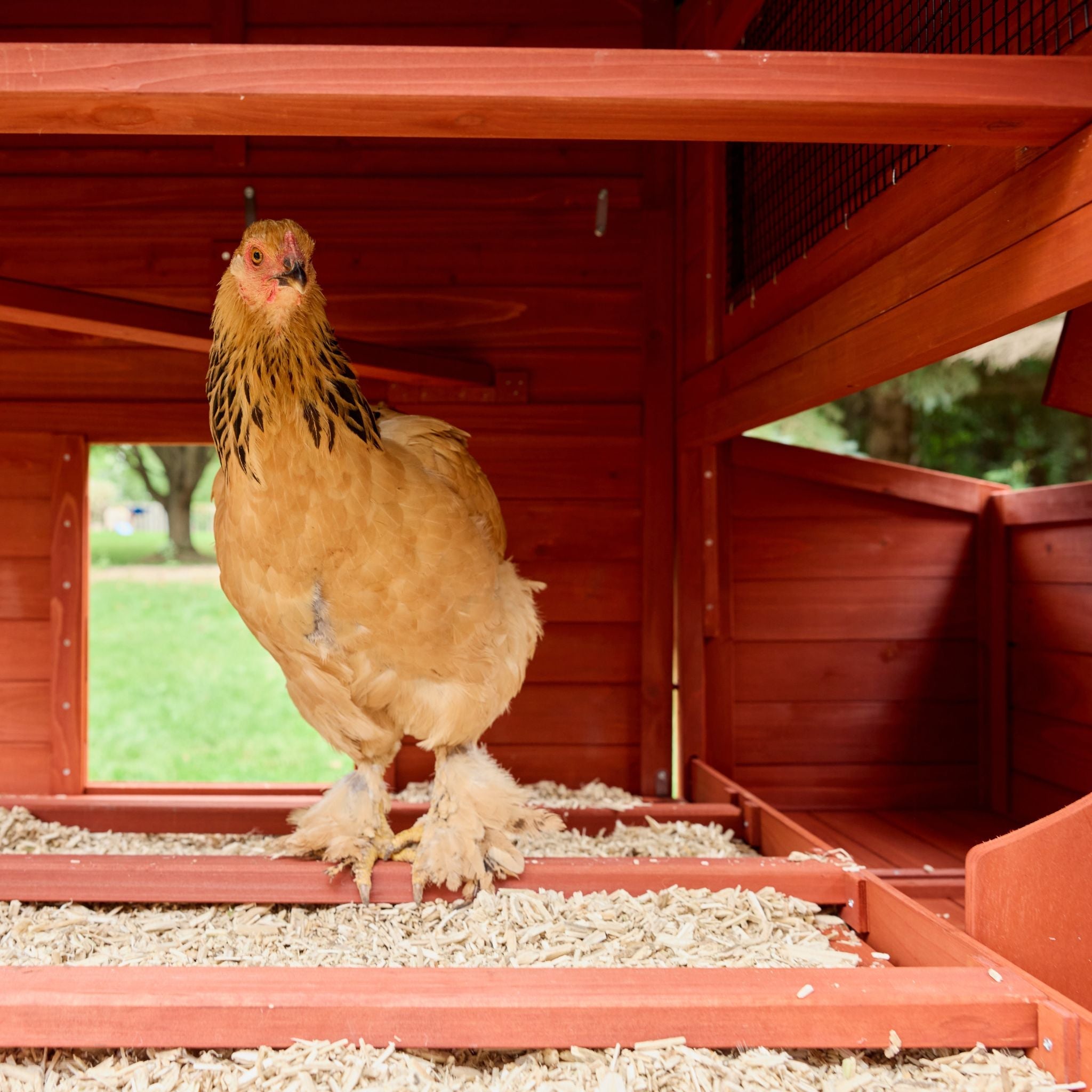 Chicken Coop Kit for 6 Chickens | Orpington Lodge