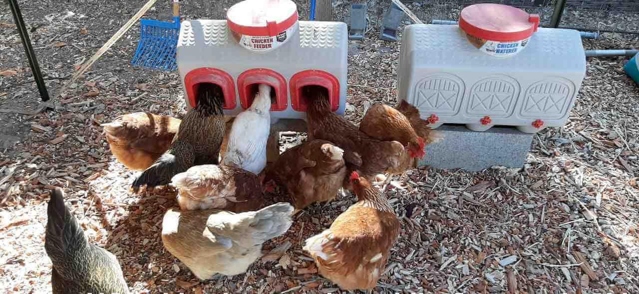 OverEZ Chicken Feeder Holds 50 lbs of Feed No-Waste