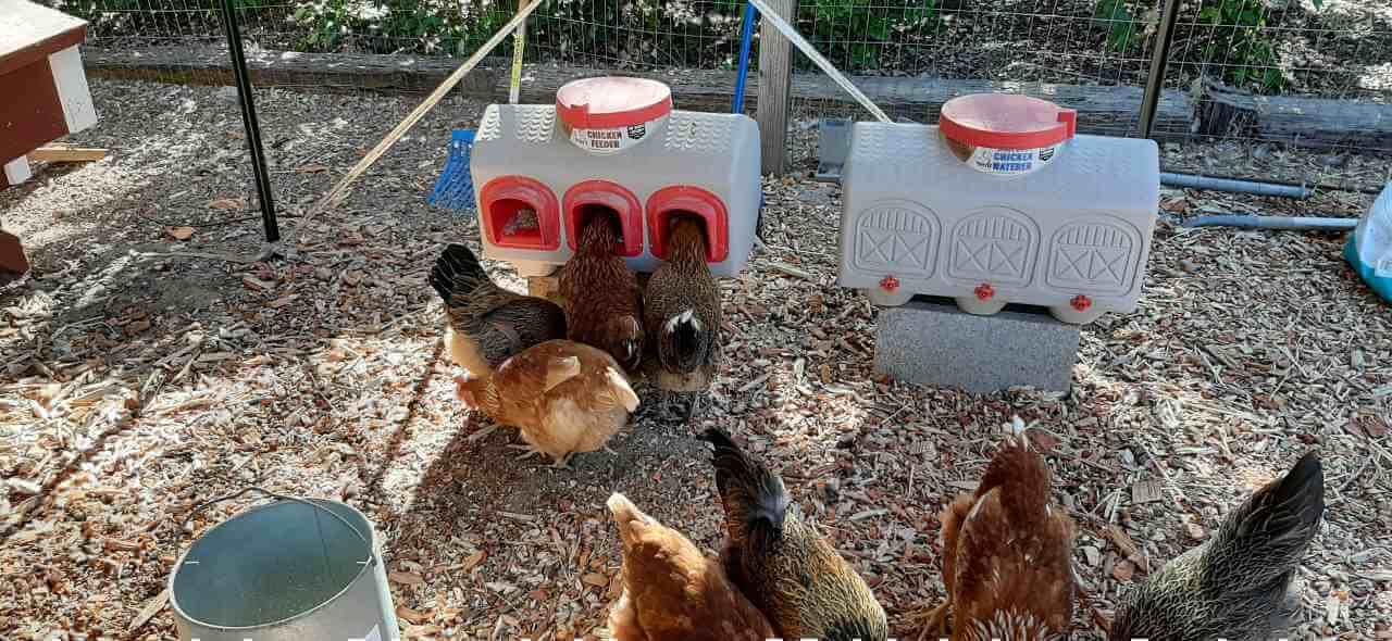 Bebedero OverEZ para gallinas con capacidad de 12 galones