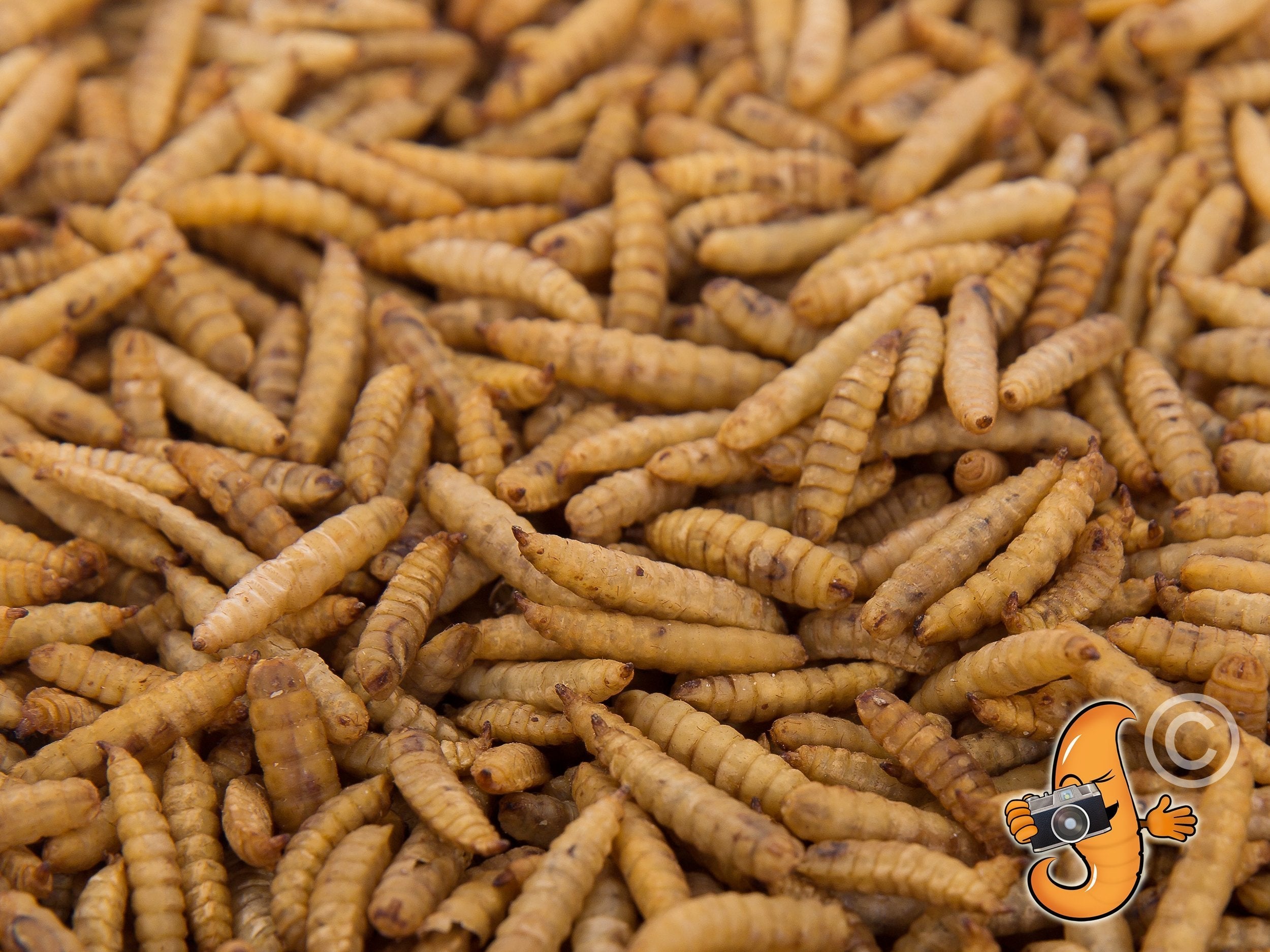 Chubby Dried Black Soldier Fly Larvae poultry treat