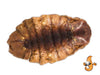 Chubby Dried Silkworm Pupae Treat