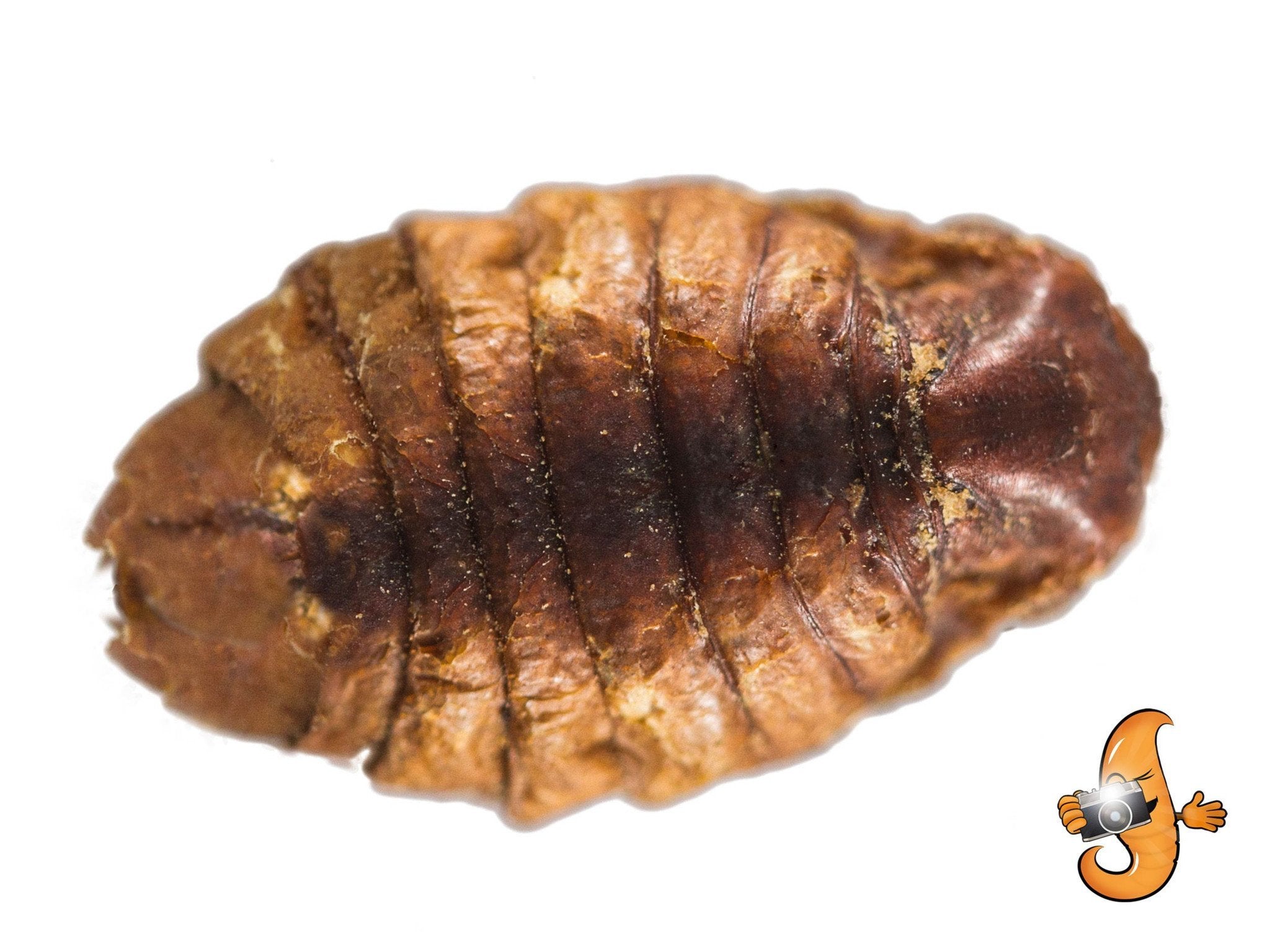 Chubby Dried Silkworm Pupae Treat