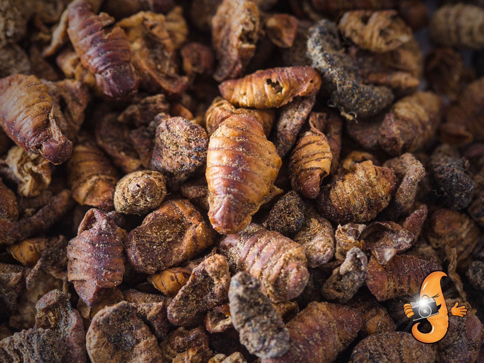 Chubby Dried Silkworm Pupae high-protein insect treat