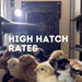 Cimuka CT60H High Hatch Rate