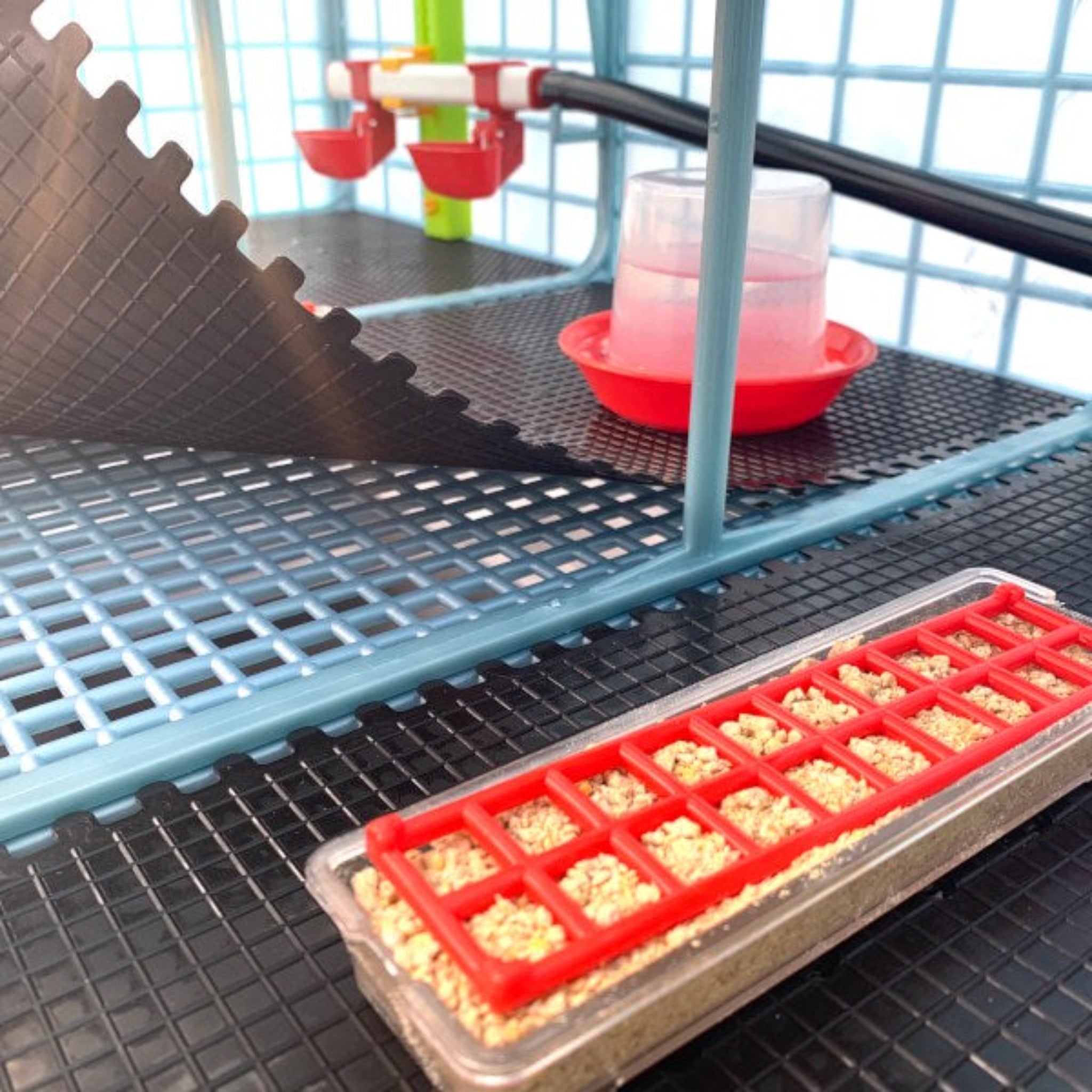Cimuka chick brooder featuring self-regulating heaters and brooder plates on each level.