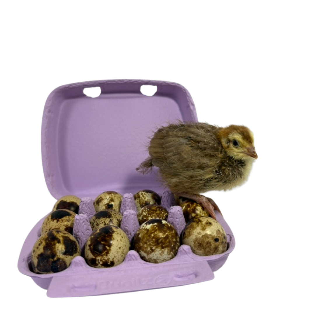 Color Mix Quail Jumbo Hatching Eggs - Color Bundle — Gone Broody