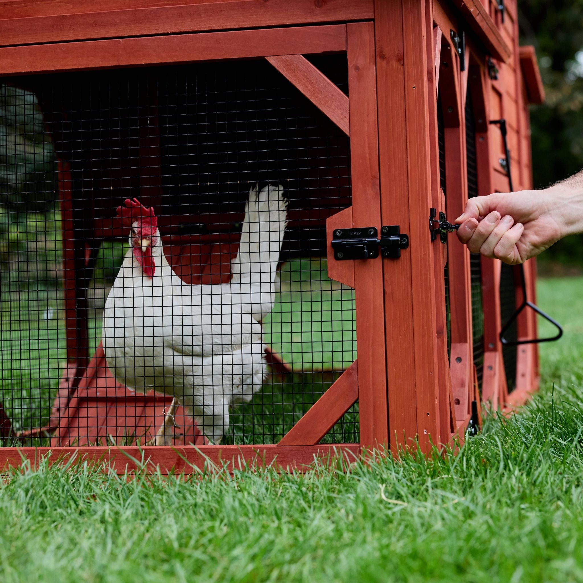 Chicken Coop Kit for 6 Chickens | Orpington Lodge