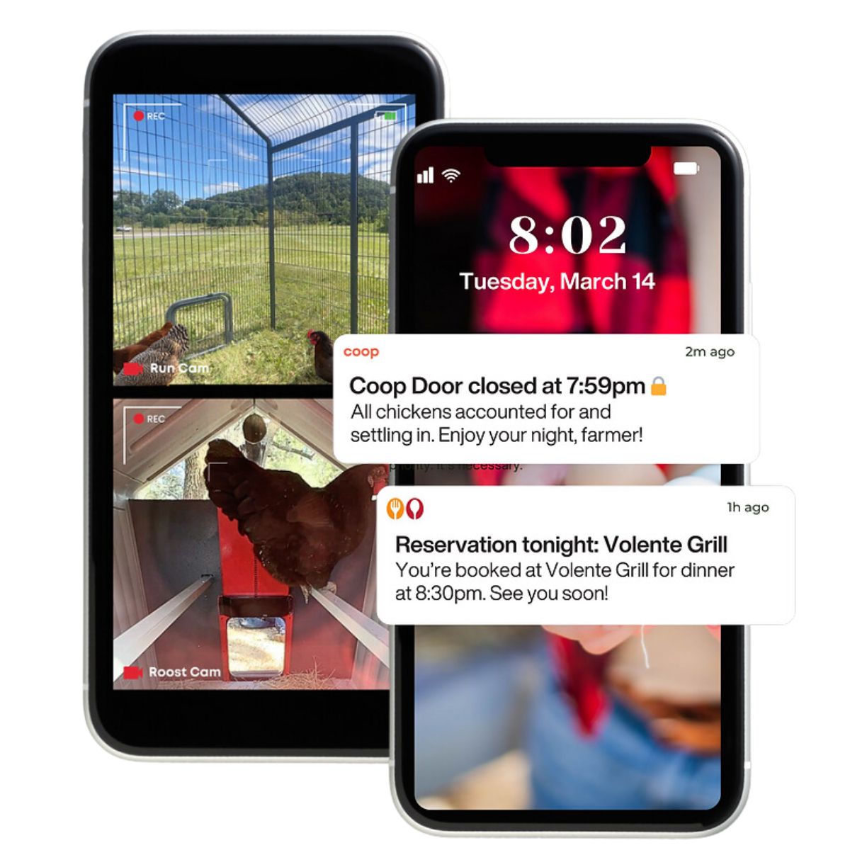 Coop The Smart Coop with Steel Run phone alerts