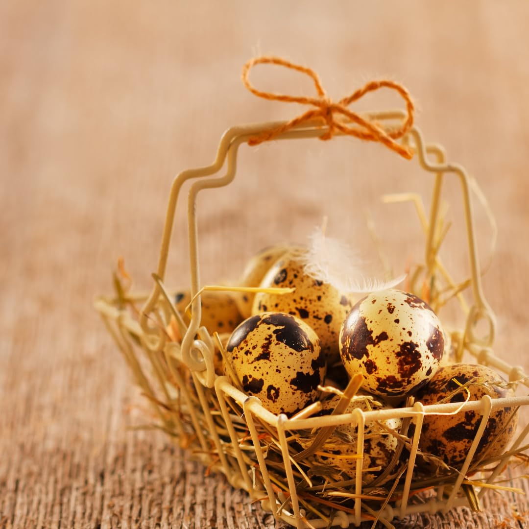 Crafted Hollowed Quail Egg