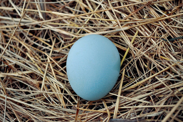 Blue Egg, Blue Laced & Speckled Trio – Buy 6 + 6 Bonus Free (12 Female Chicks, Shipping Included)