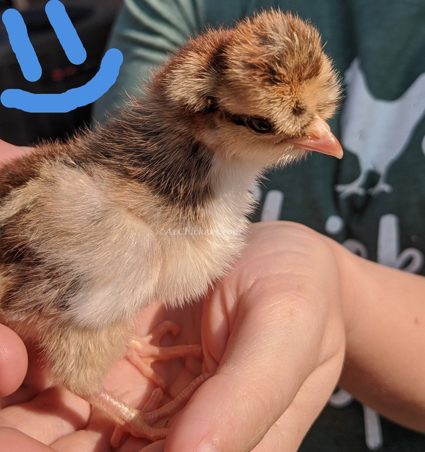 Blue Egg, Blue Laced & Speckled Trio – Buy 6 + 6 Bonus Free (12 Female Chicks, Shipping Included)