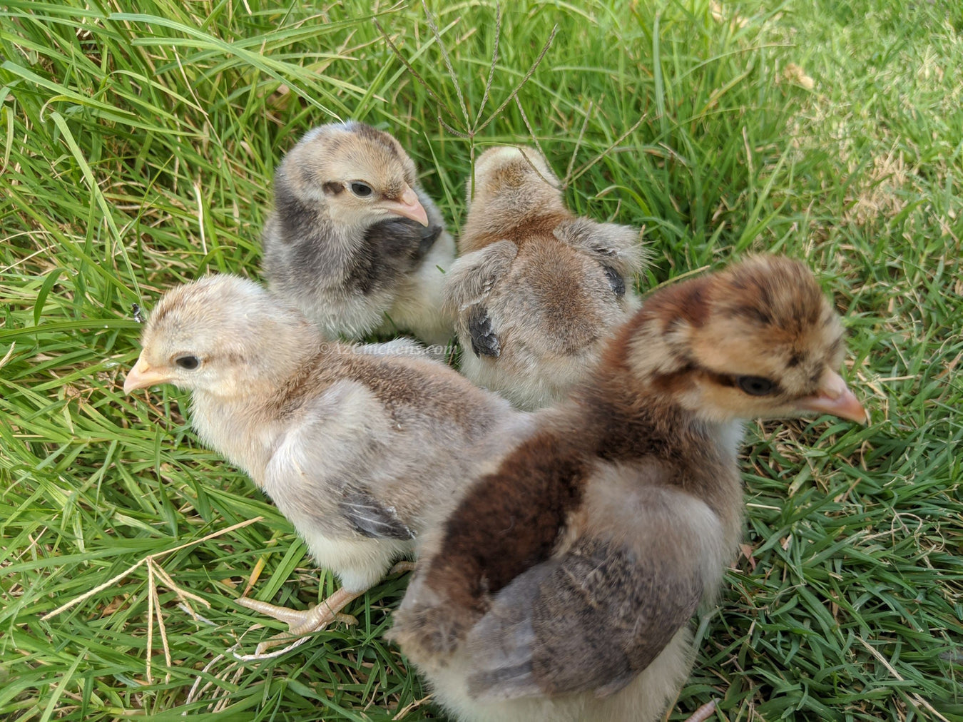 Live Chicks & Hatching Eggs