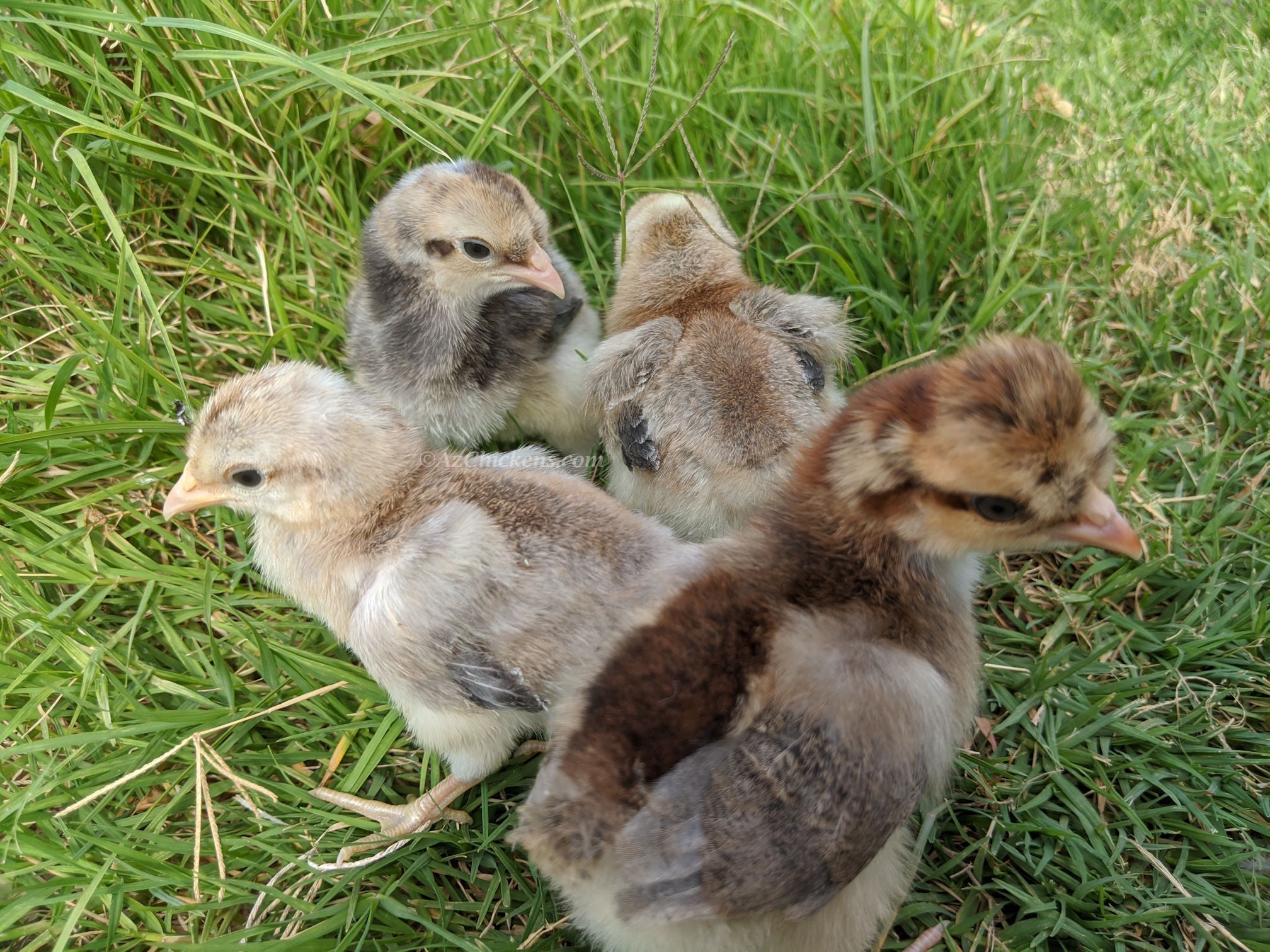Blue Egg, Blue Laced & Speckled Trio – Buy 6 + 6 Bonus Free (12 Female Chicks, Shipping Included)