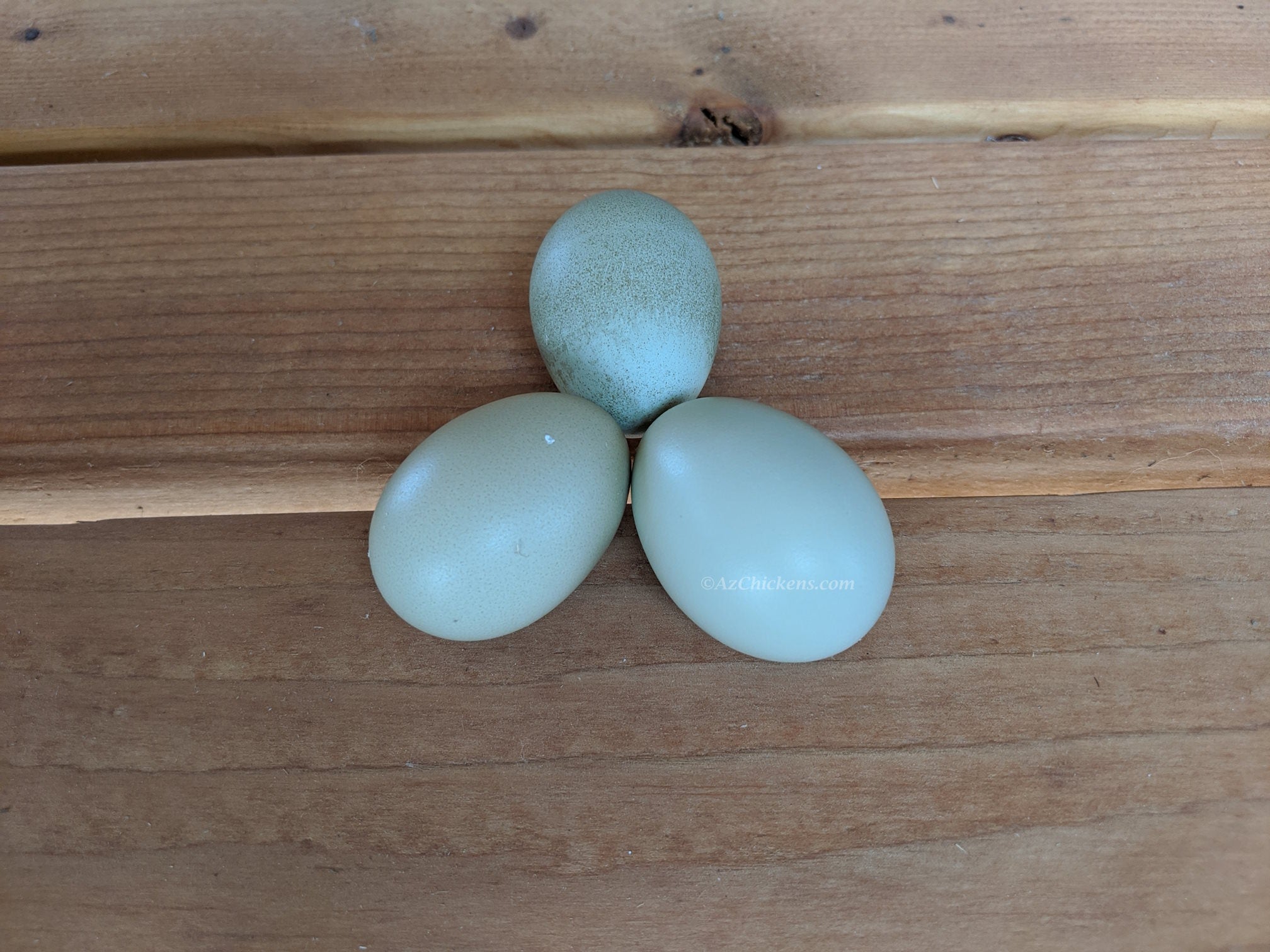 Blue Egg, Blue Laced & Speckled Trio – Buy 6 + 6 Bonus Free (12 Female Chicks, Shipping Included)