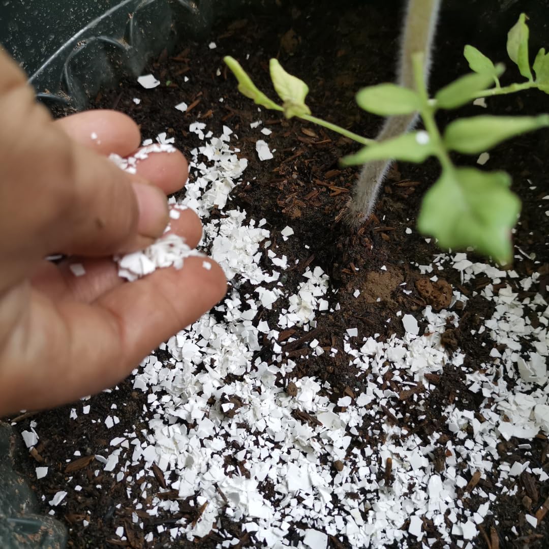 Crushed Quail Shells on a Plant