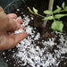 Crushed Quail Shells on a Plant