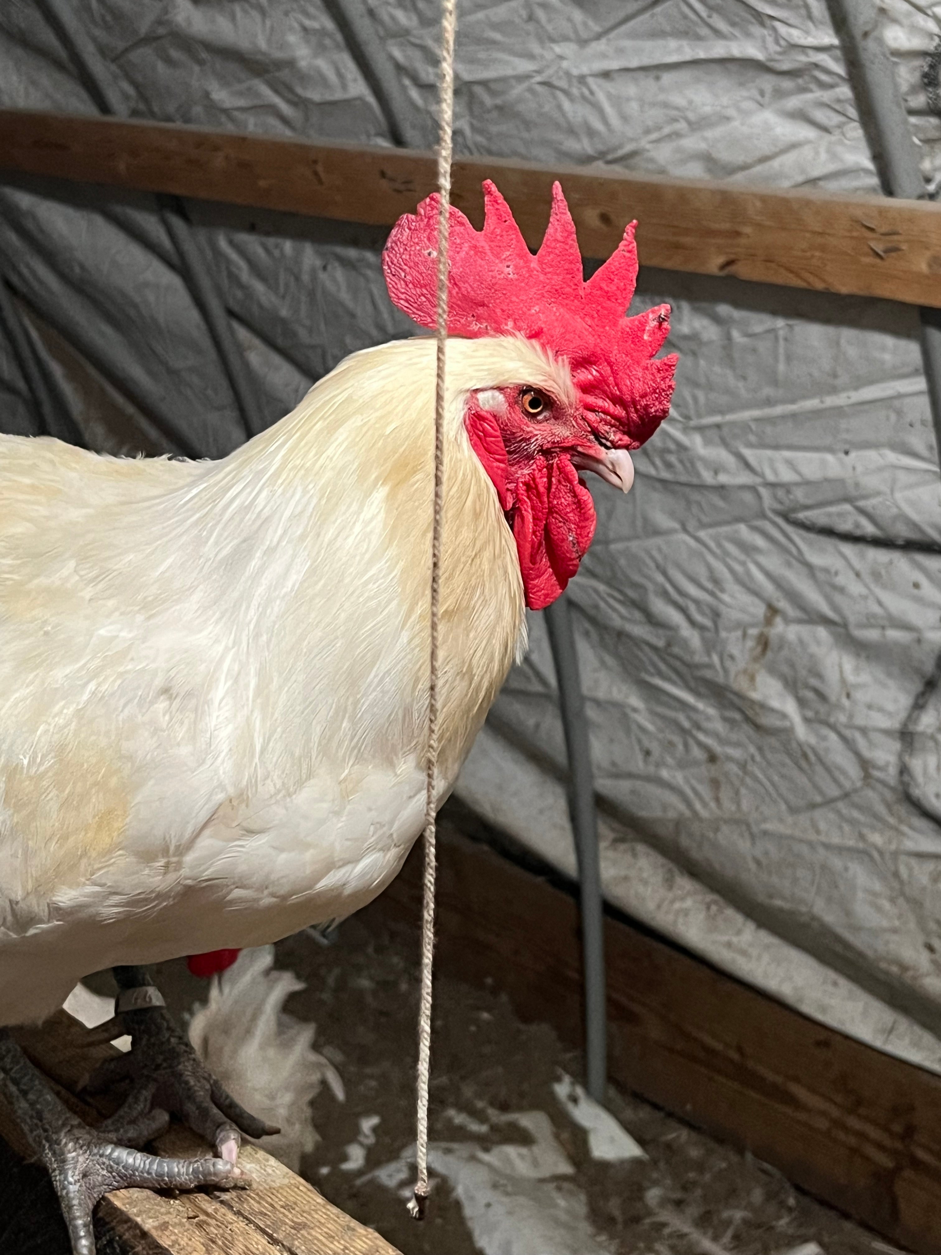 North Star Farms - White American Bresse – North Star Line- "JENN'S GEMS" Group