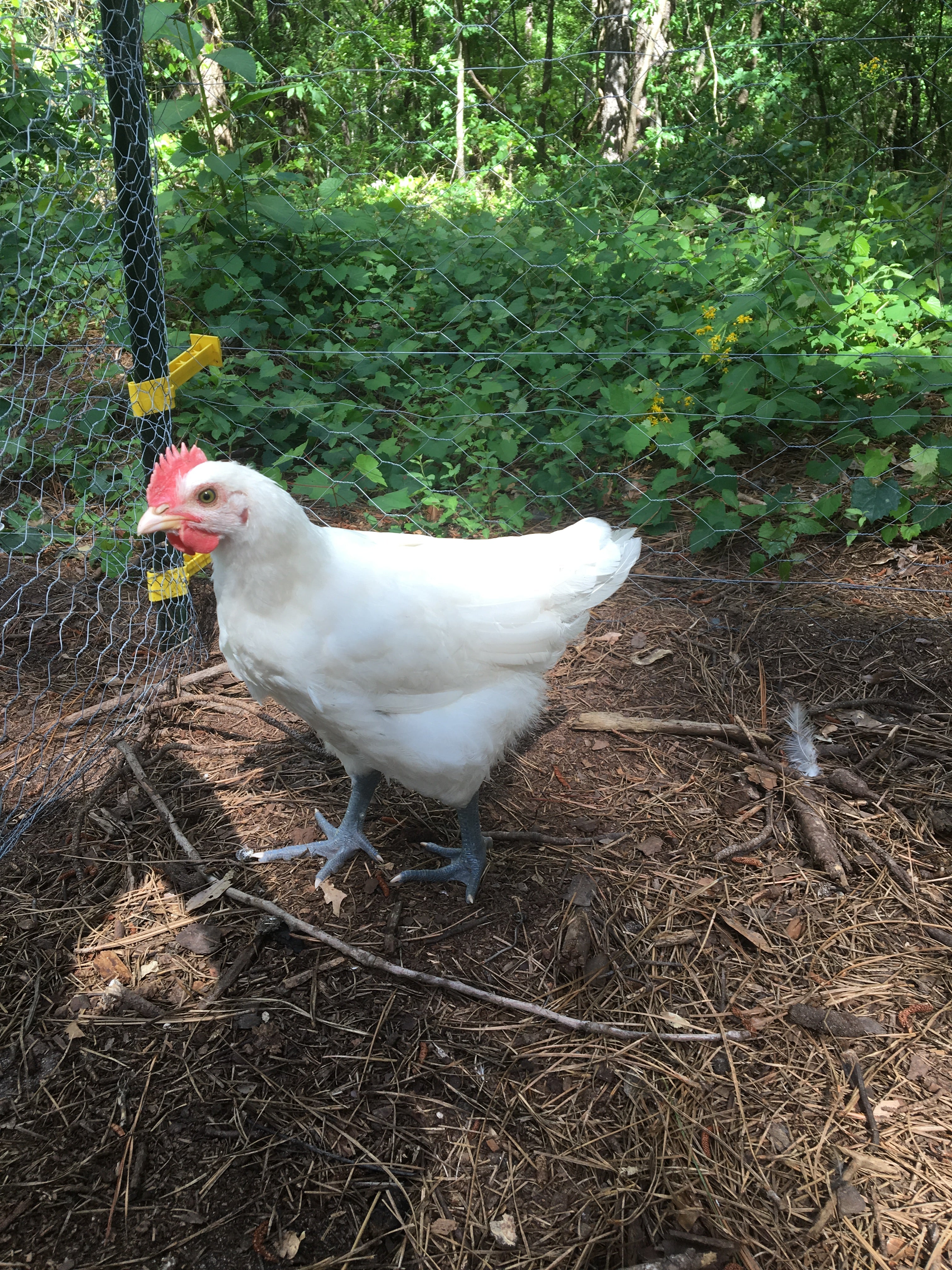 North Star Farms - White American Bresse – North Star Line- "JENN'S GEMS" Group