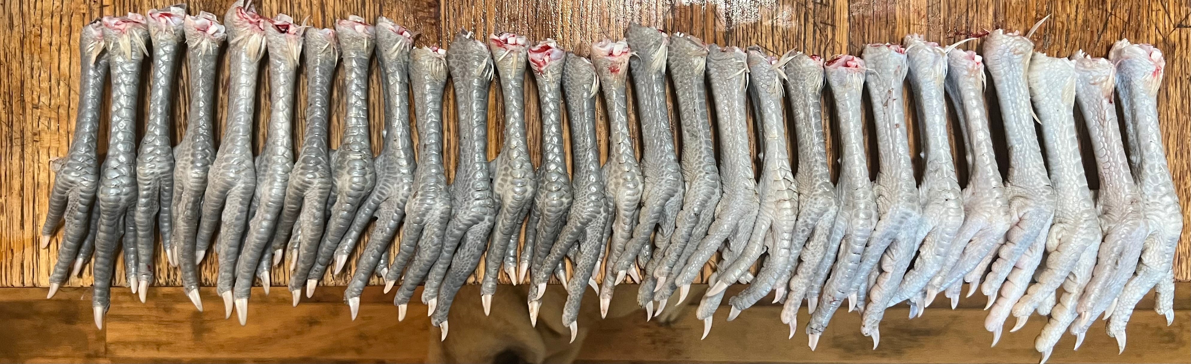 North Star Farms - White American Bresse – North Star Line- "JENN'S GEMS" Group