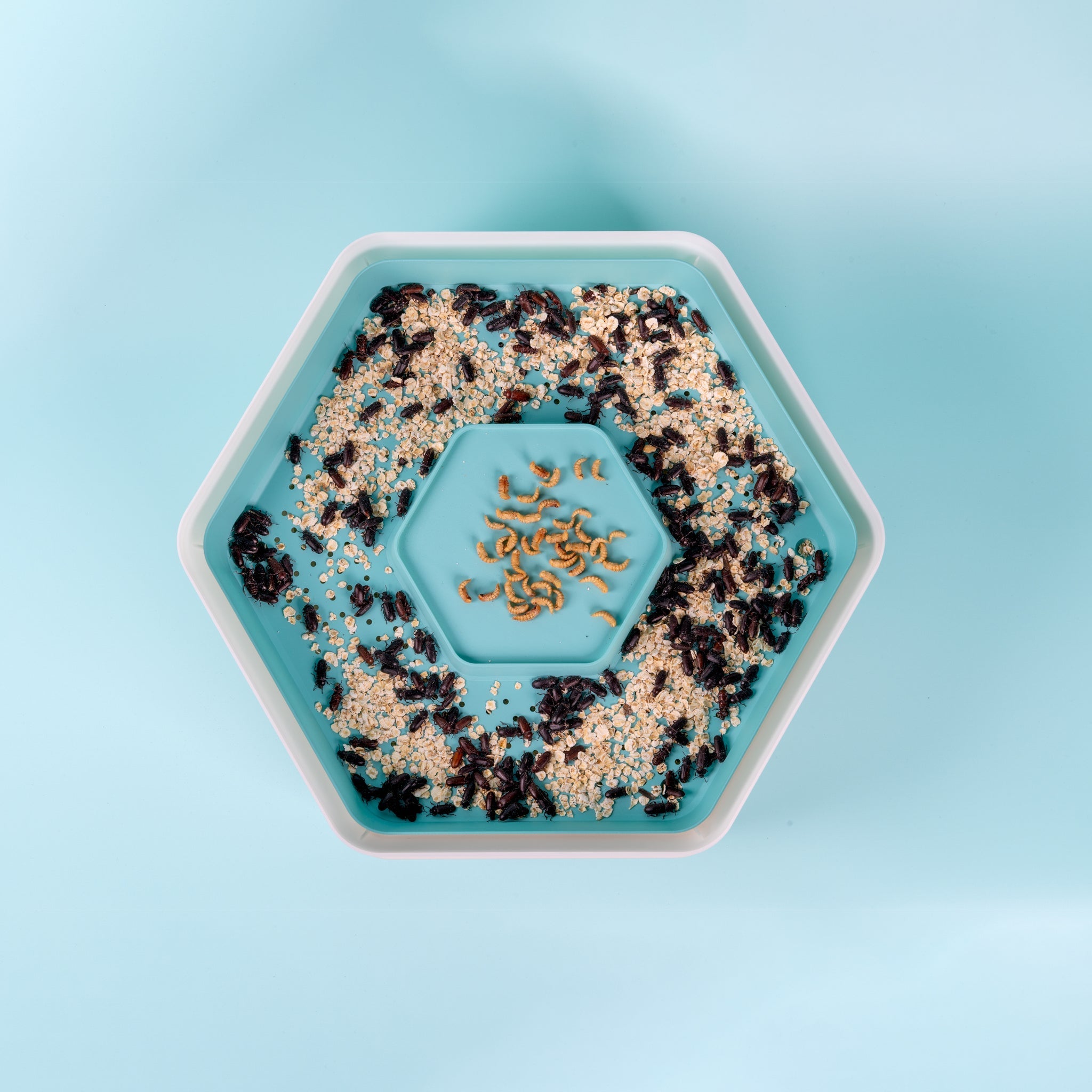 Hatching Time The Mealworm Growing Pods