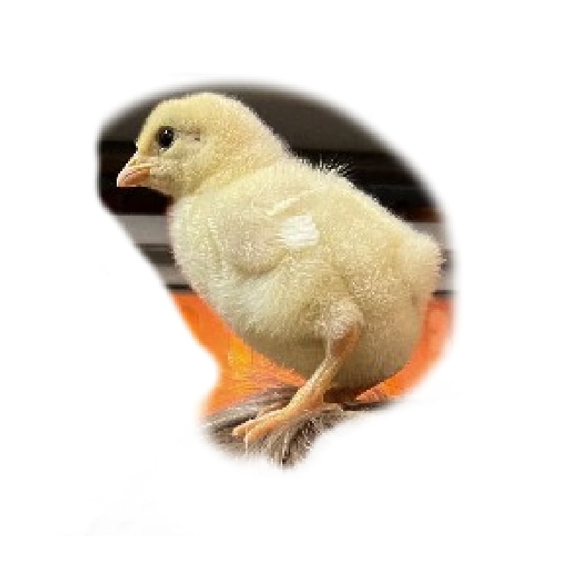 North Star Farms North Star Gauloise - The New American Bresse (Daniel's Group)