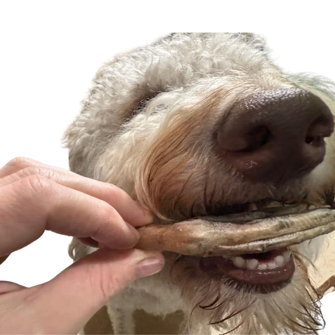 Dog eating Freeze-Dried Duck Feet