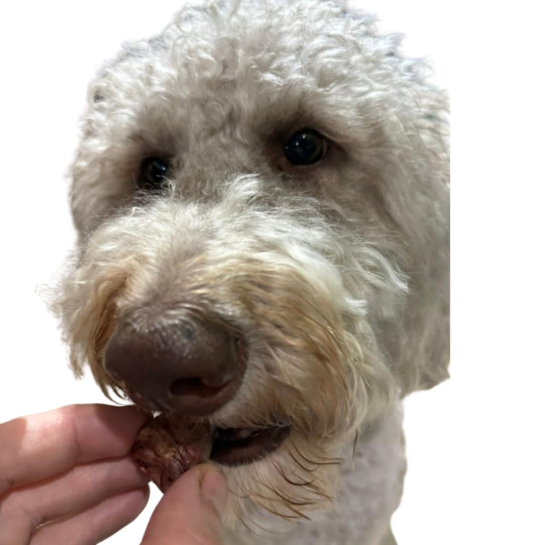 Dog eating Freeze-Dried Duck Hearts