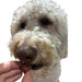Dog eating Freeze-Dried Duck Hearts
