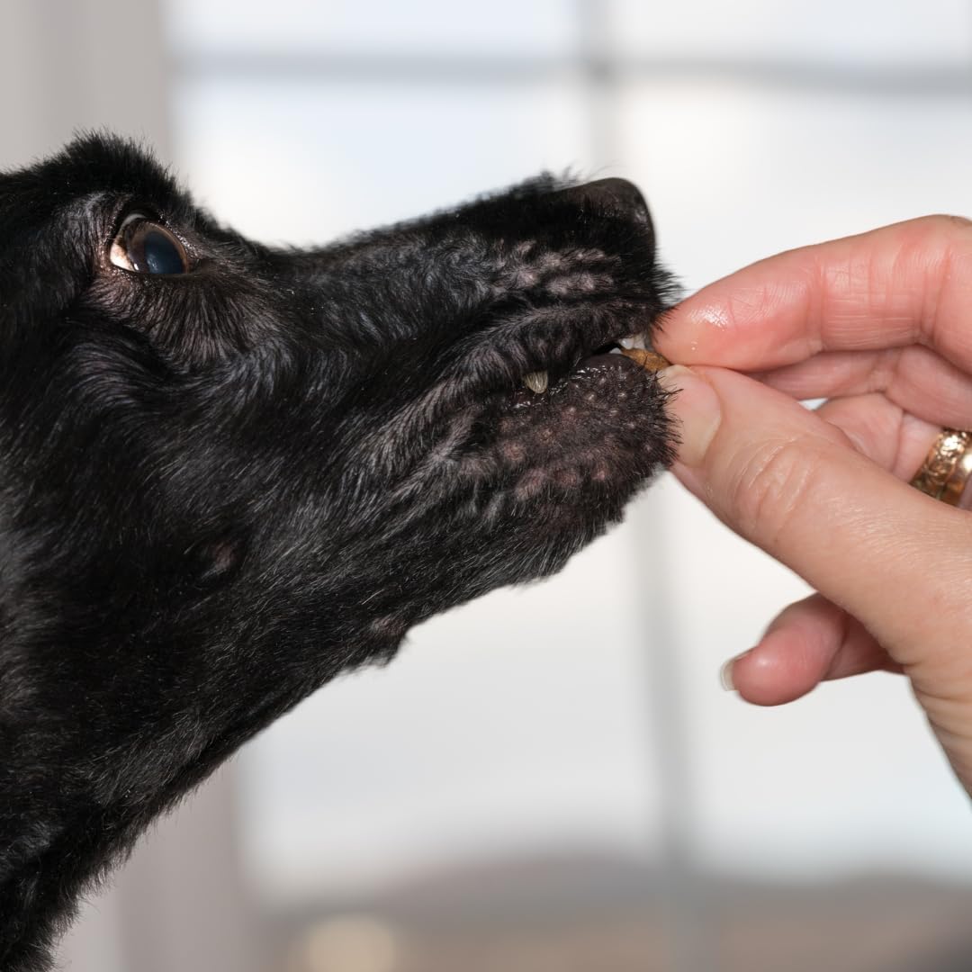 Dog eating Home Made Quail Crunch Bites
