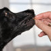 Dog eating Home Made Quail Crunch Bites