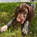 Dog enjoying Undique Quail Crunch Sticks