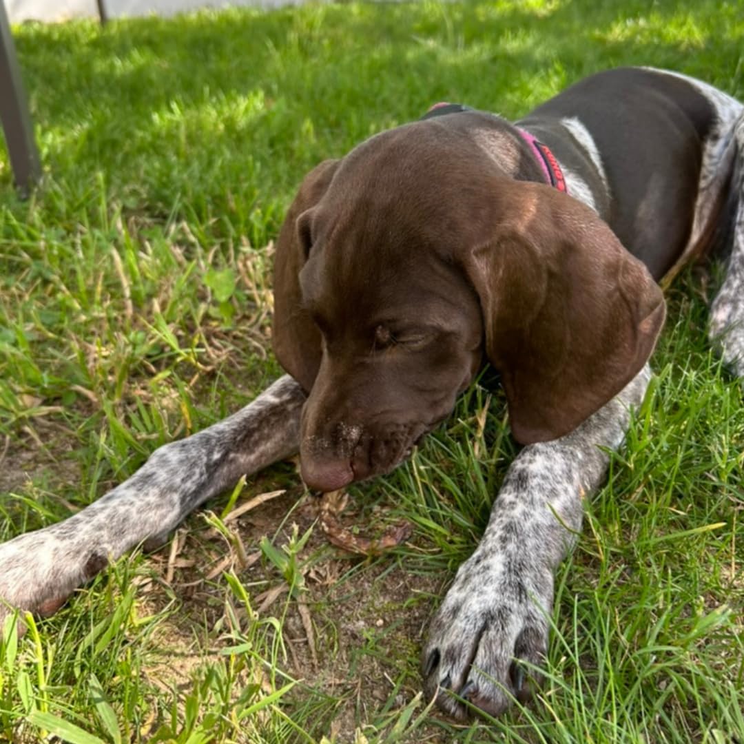 Dog savoring Undique Quail Crunch Sticks
