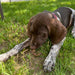 Dog savoring Undique Quail Crunch Sticks