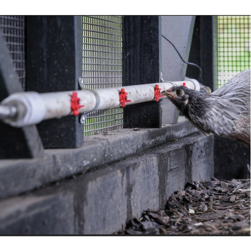 Drinking System for Chicken Coops Nipple System