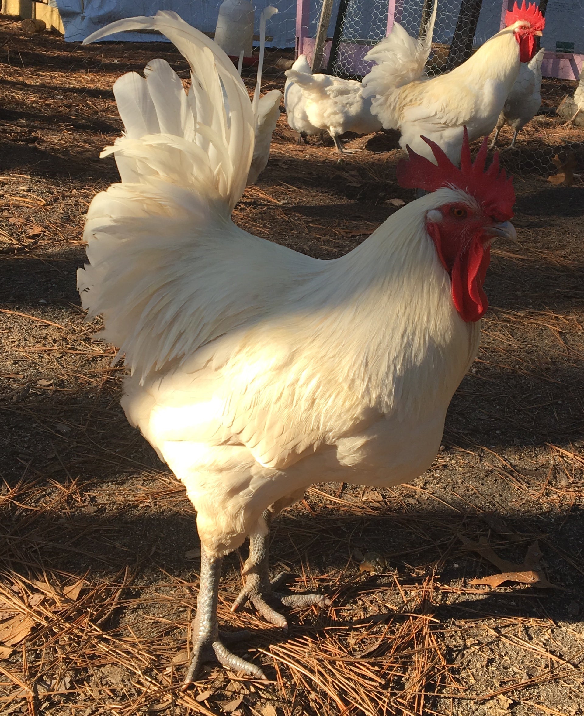 North Star Farms - White American Bresse – North Star Line- "JENN'S GEMS" Group