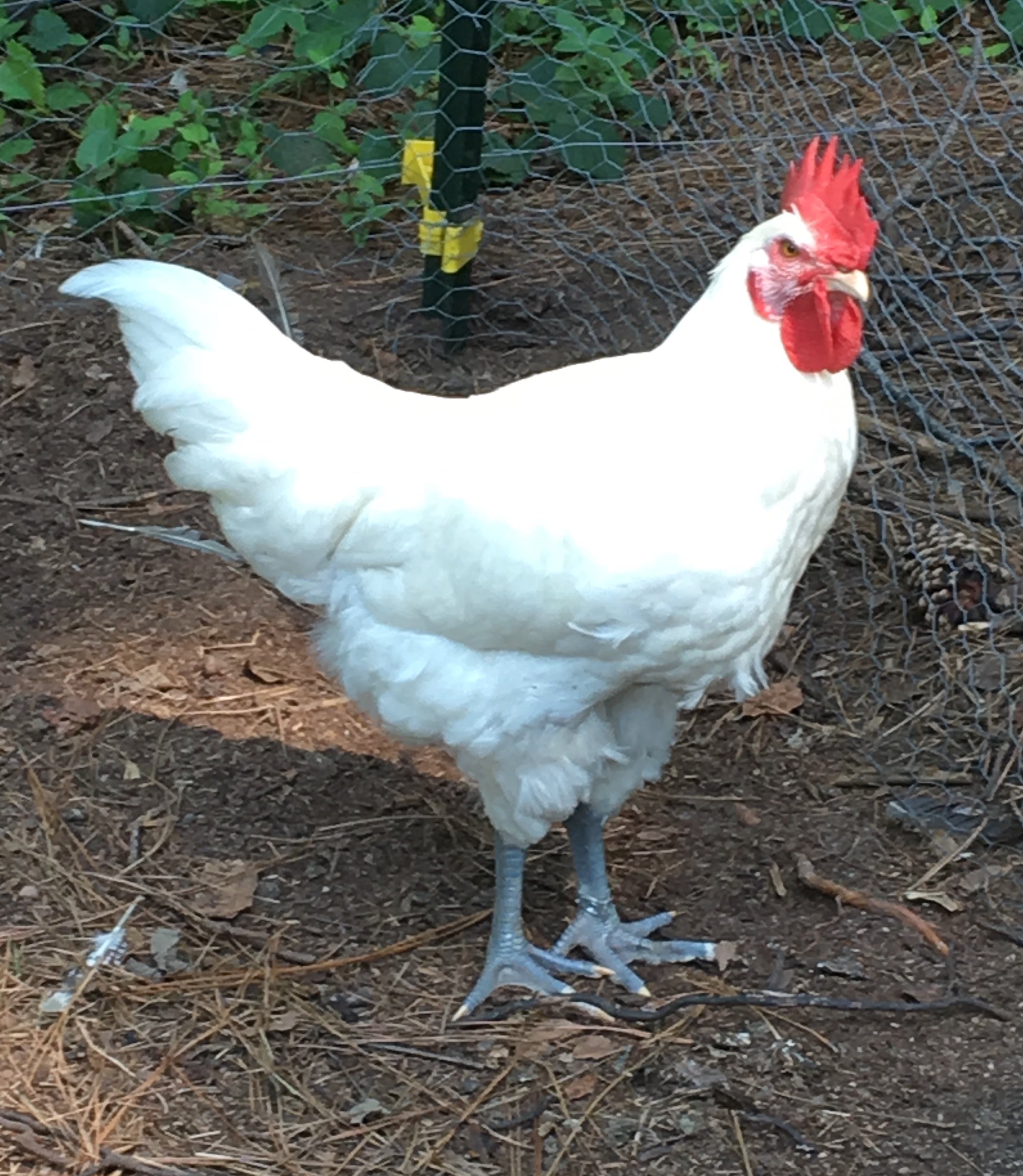 North Star Farms - White American Bresse – North Star Line- "JENN'S GEMS" Group