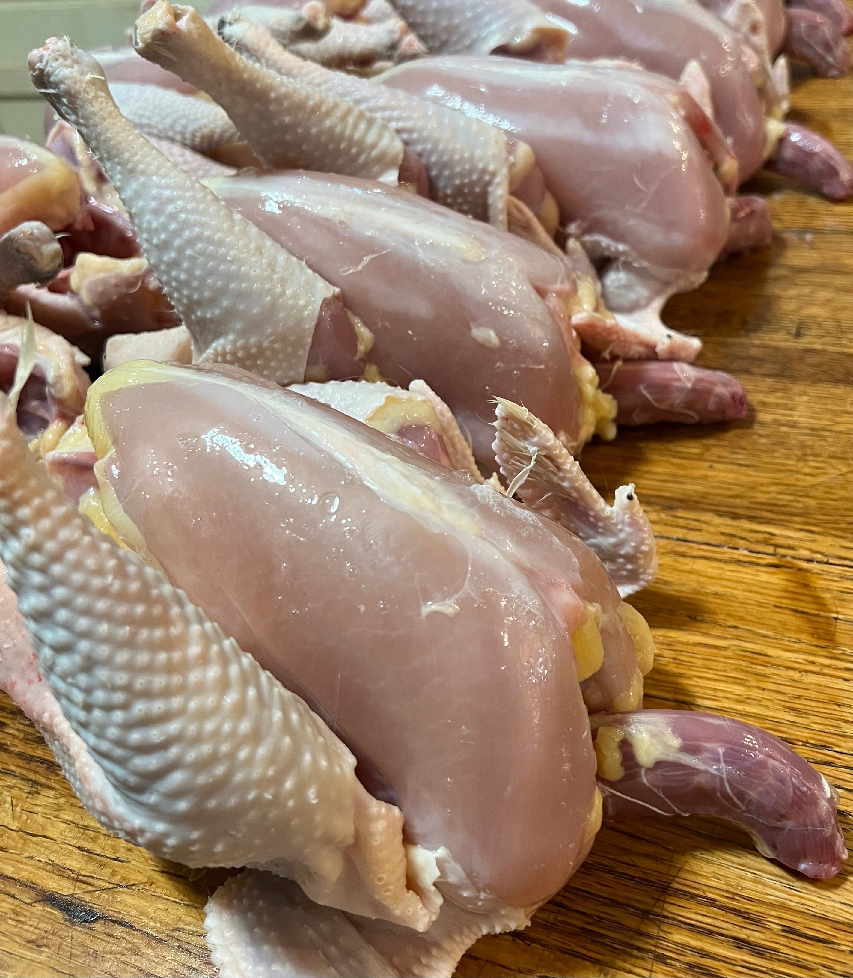 North Star Farms - White American Bresse – North Star Line- "JENN'S GEMS" Group