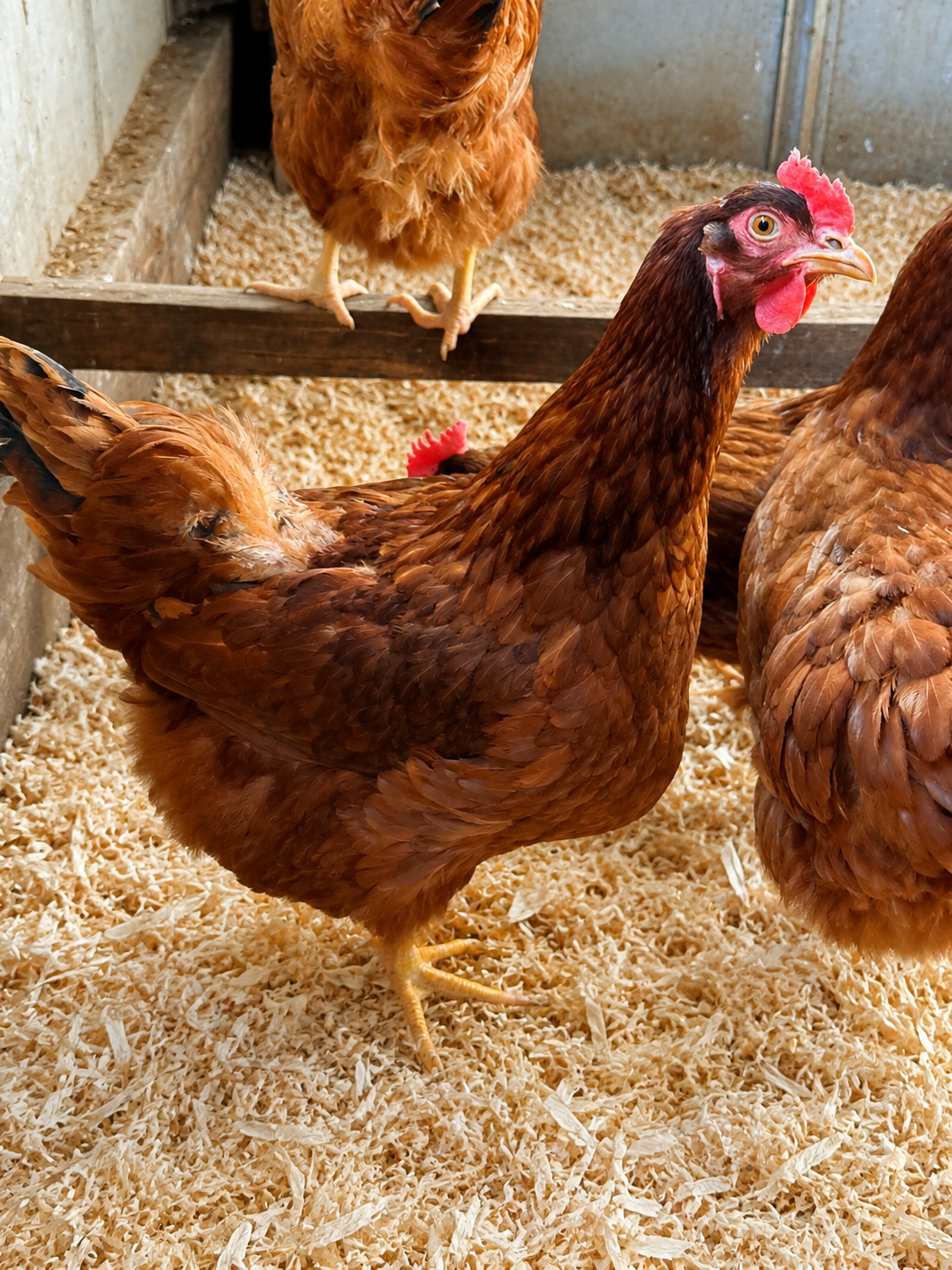 Rhode Island Red Hatching Eggs