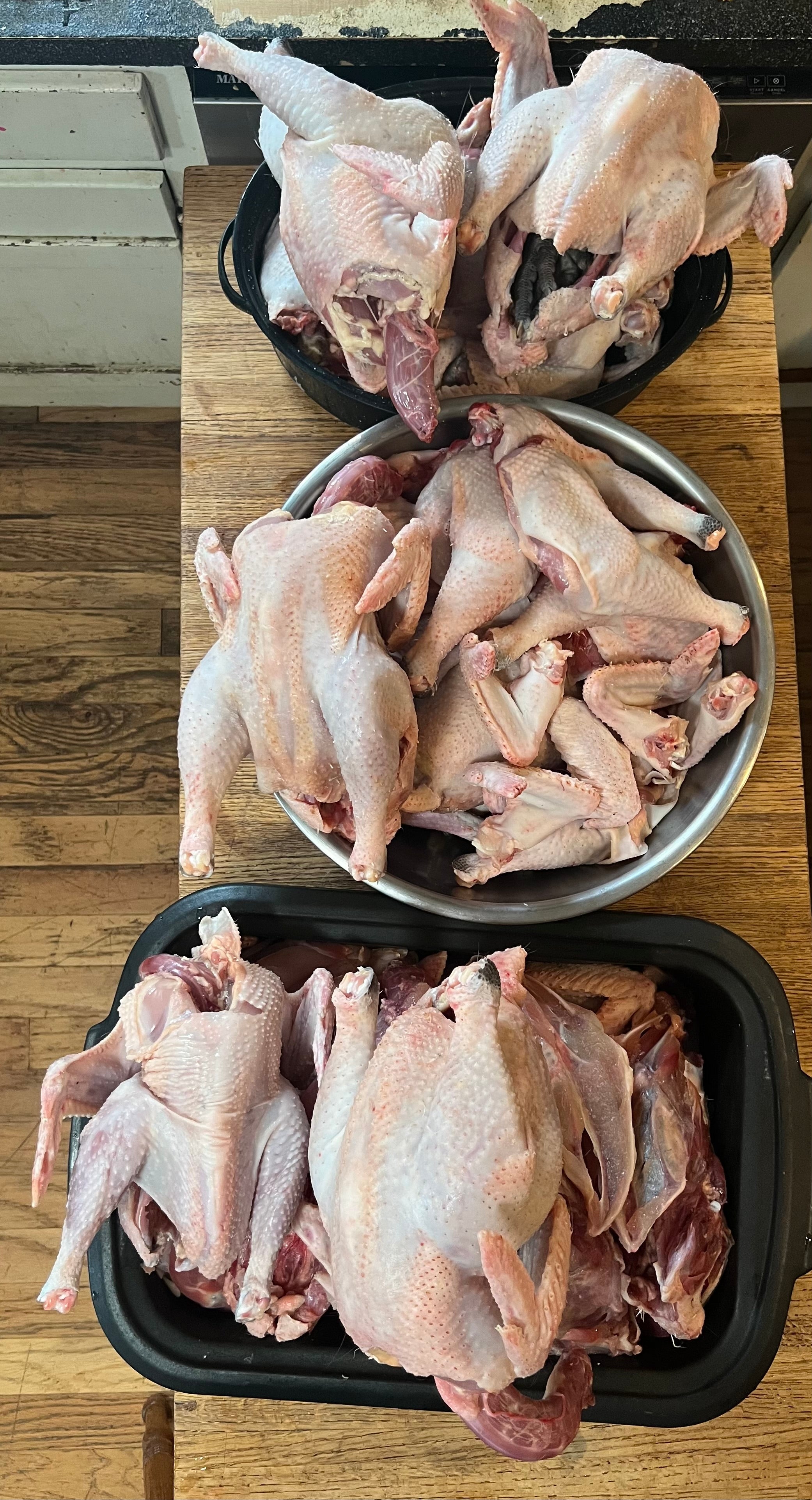 North Star Farms - White American Bresse – North Star Line- "JENN'S GEMS" Group