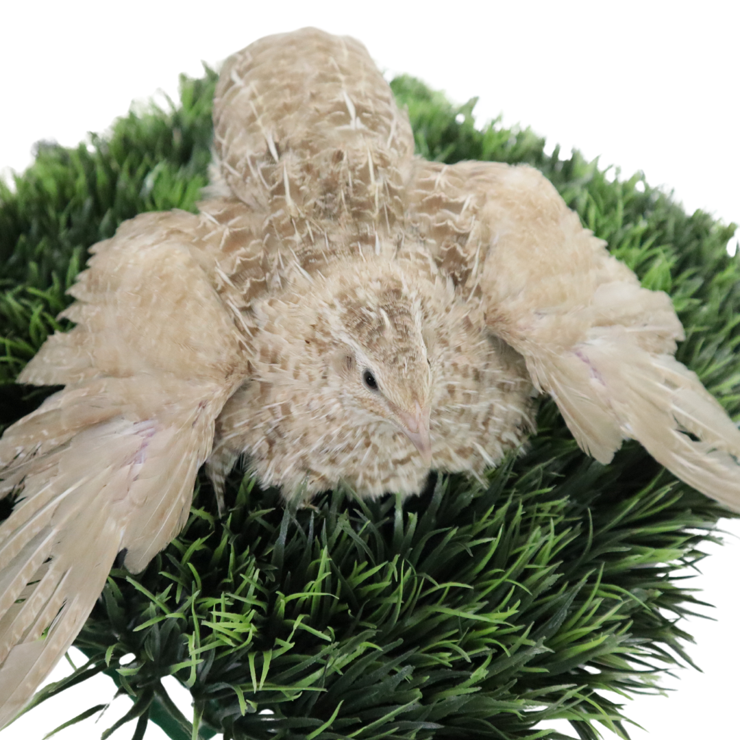 Egyptian Gold Quail Hatching Eggs — Gone Broody
