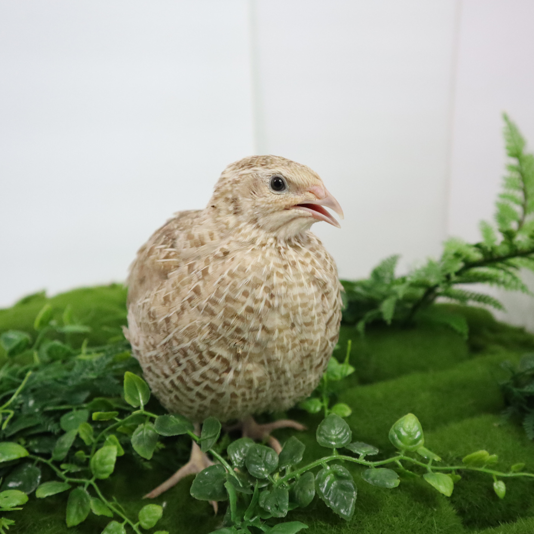 Egyptian Gold Quail Hatching Eggs angle closeup