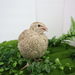 Egyptian Gold Quail Hatching Eggs angle closeup