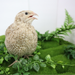 Egyptian Gold Quail Hatching Eggs side view