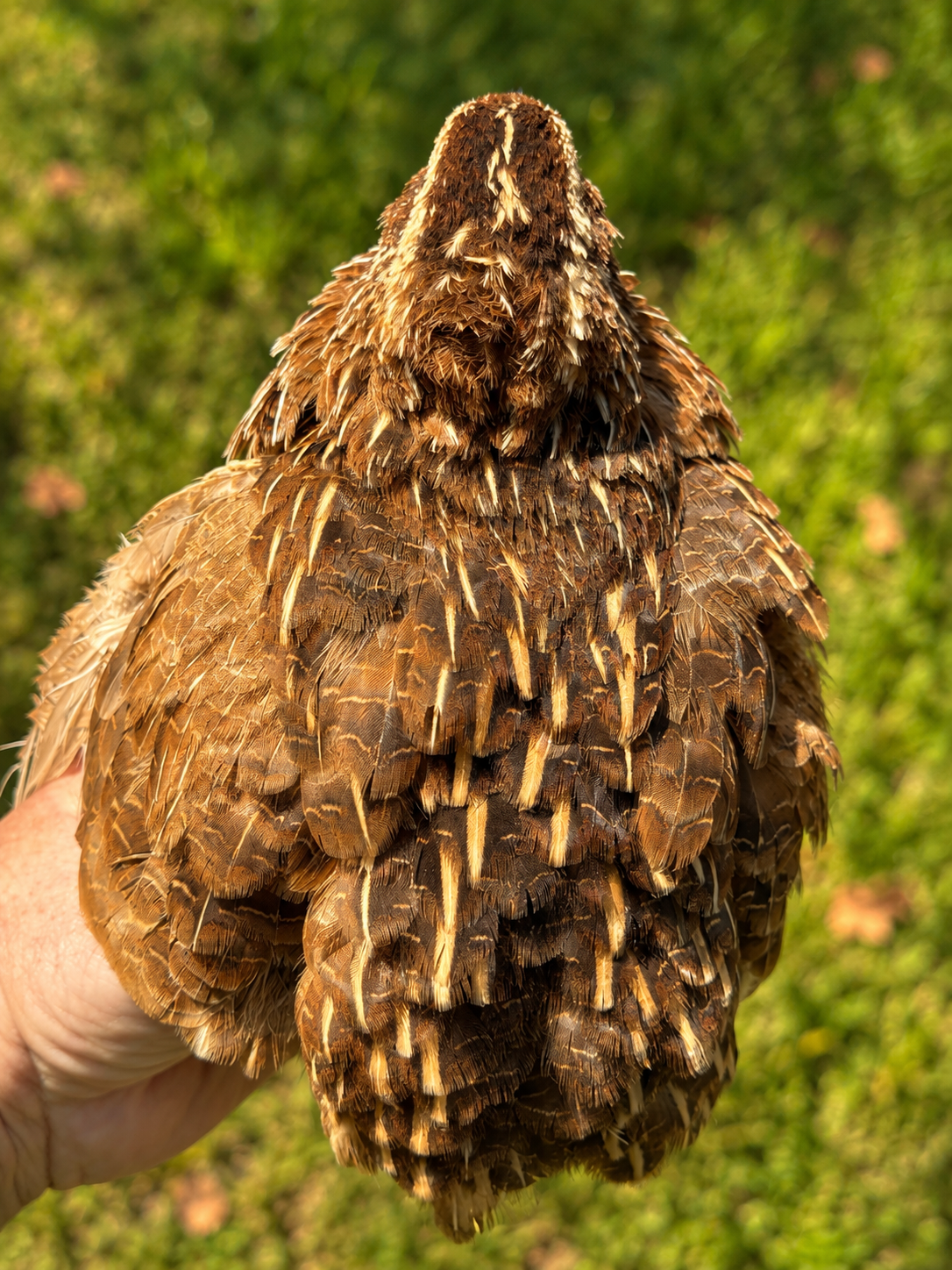 Egyptian Jumbo Coturnix quail hatching eggs