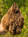 Egyptian Jumbo Coturnix quail hatching eggs