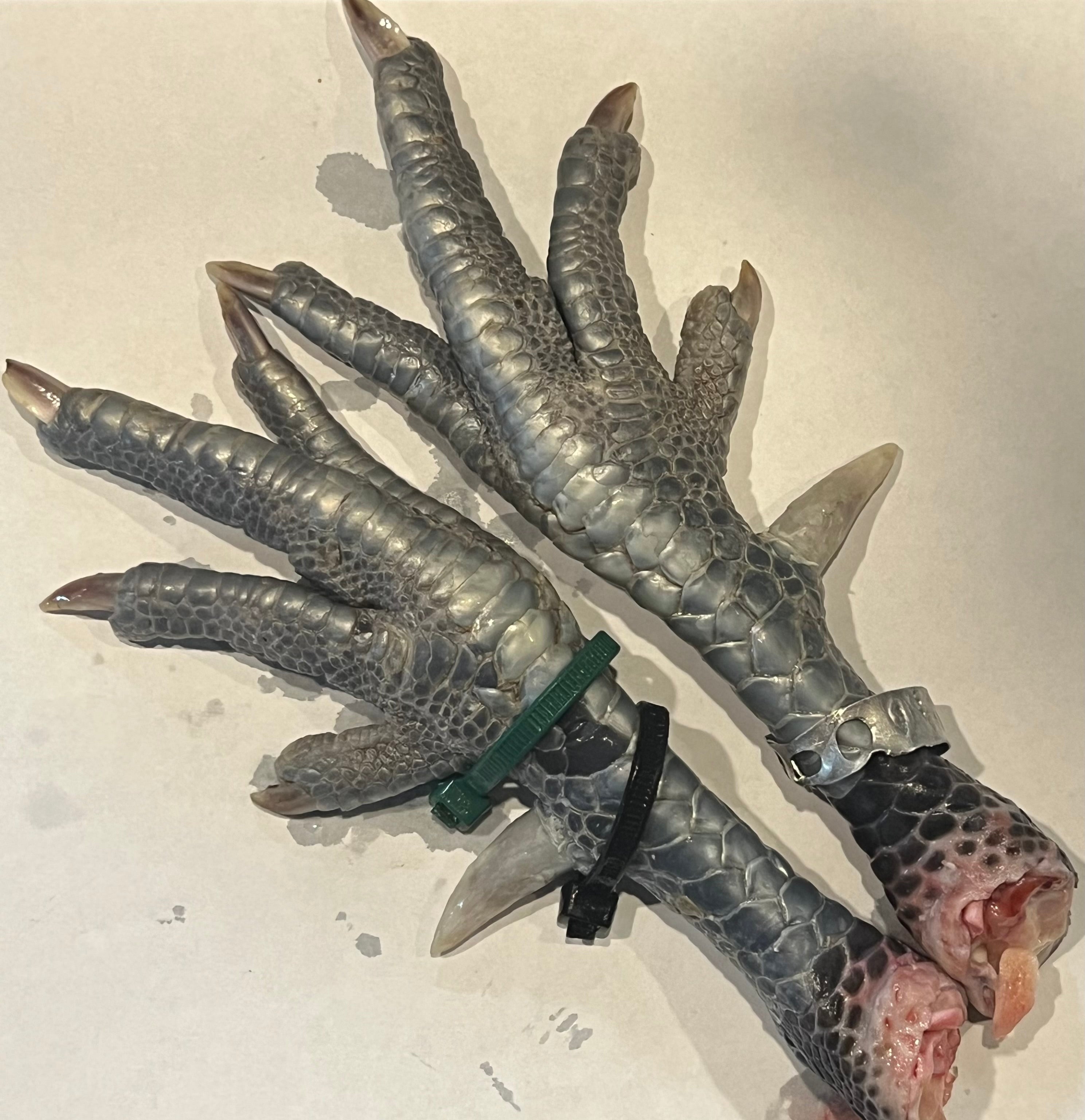 North Star Farms - White American Bresse – North Star Line- "JENN'S GEMS" Group